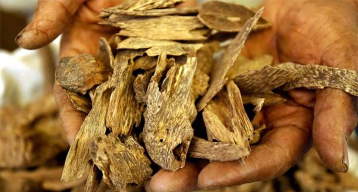 Agarwood