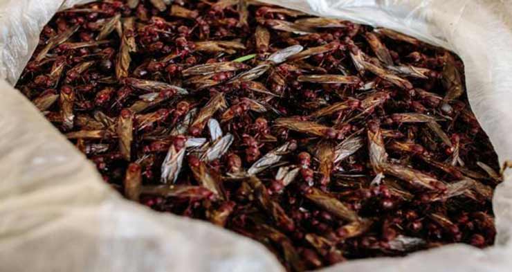 ants