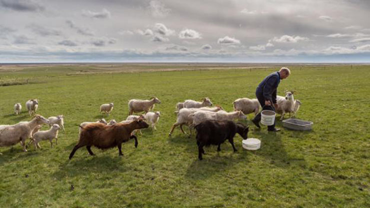 Icelanders