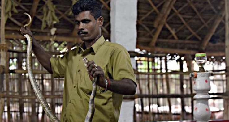 Irula Snake