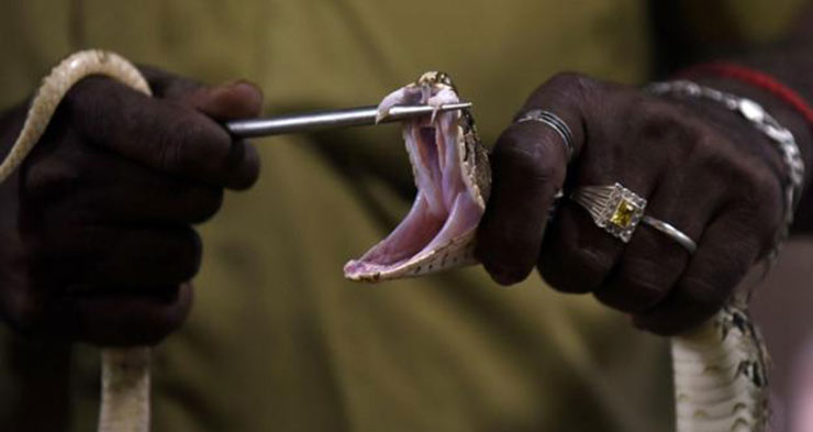 snakebites