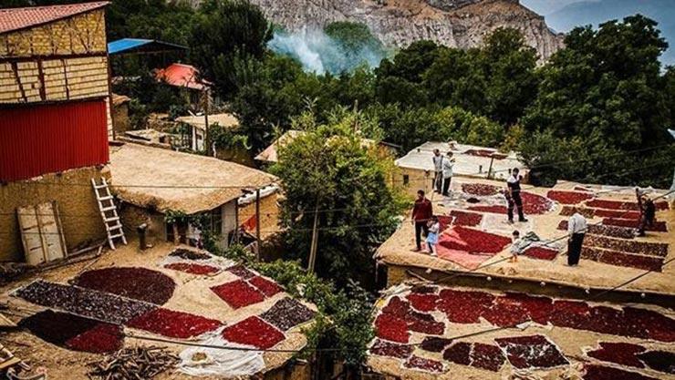 جشن زغالاخته روستای هیر قزوین