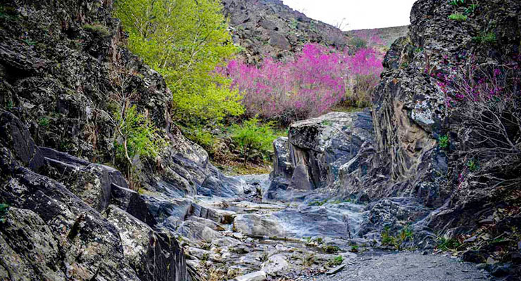 دره ارغوان