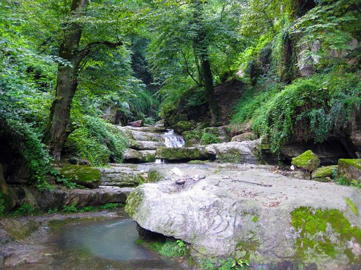 جنگل شیرآباد گلستان