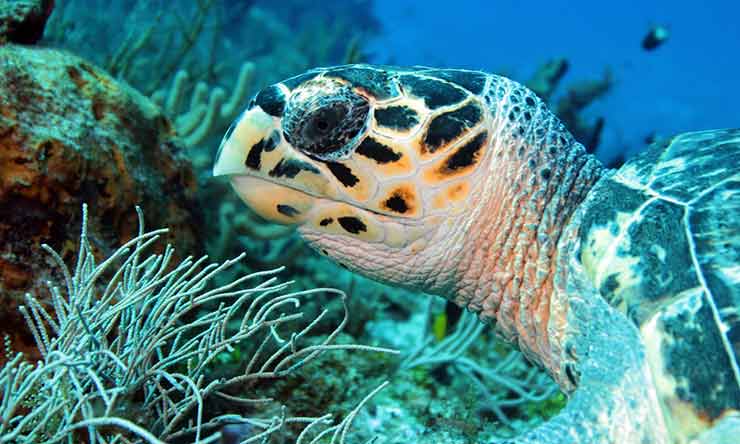 Discover the world's most laidback dive site