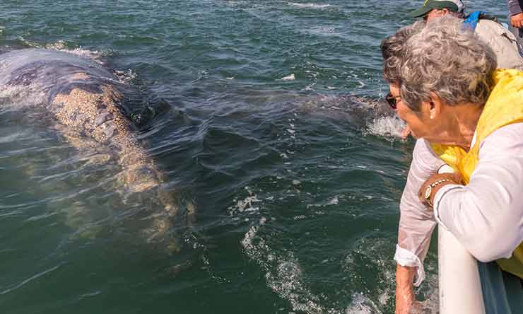 Meet the grey whales of Baja