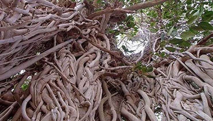 درخت سبز کیش