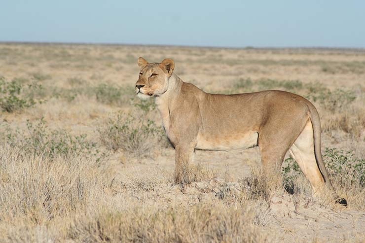 Namib-Naukluft National Park