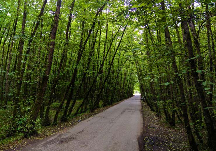 نمای جاده در جنگل گیسوم