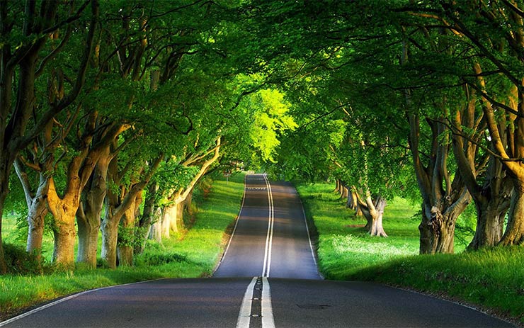 جاده ای در جنگل گیسوم