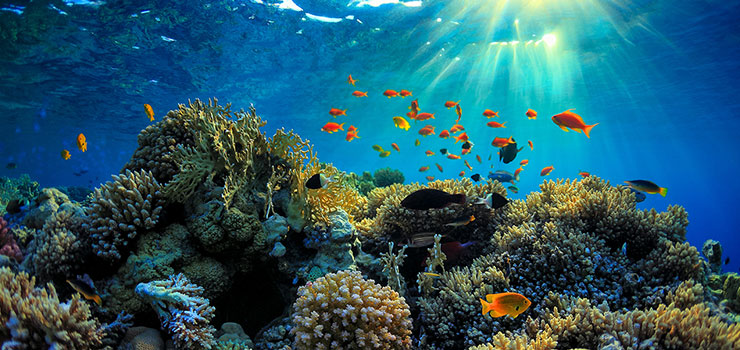 دریای کیش