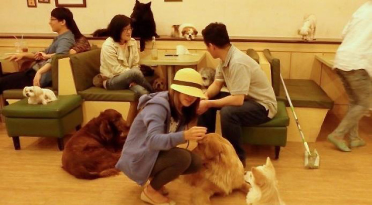 Pet Cafes