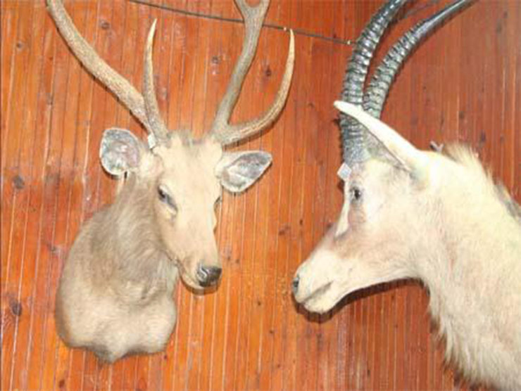 موزه حیاتوحش خشکِ داران