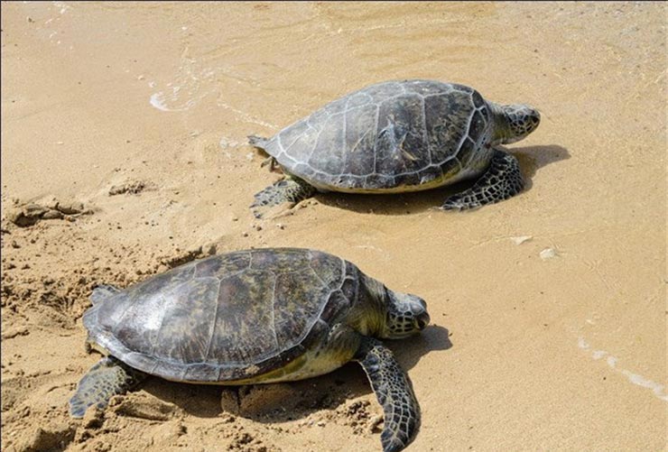 مجموعه تفریحی گردشگری کوشکنار