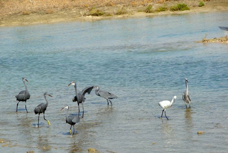 کوشکنار