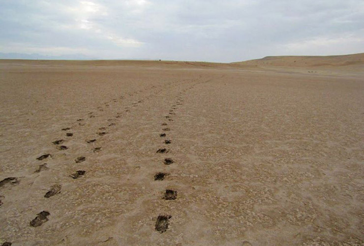 چال سلکنون