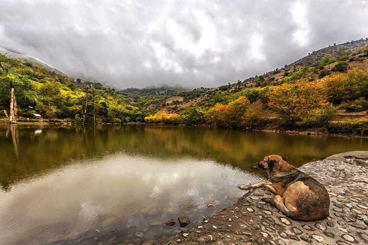 جنگل راش سوادکوه