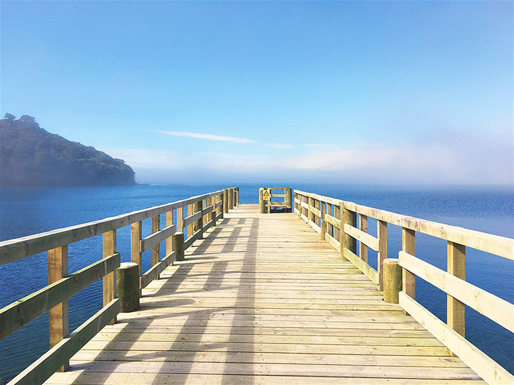 The wildlife walk: Rakiura Track, Stewart Island, New Zealand