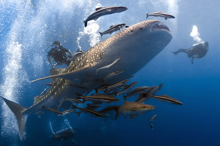 Similan Islands