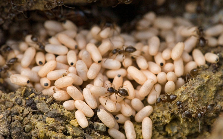 سوپ تخم مورچه - عجیب ترین غذاهای دنیا